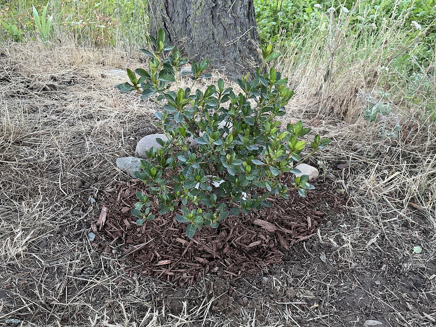 Azalea Autumn Kiss