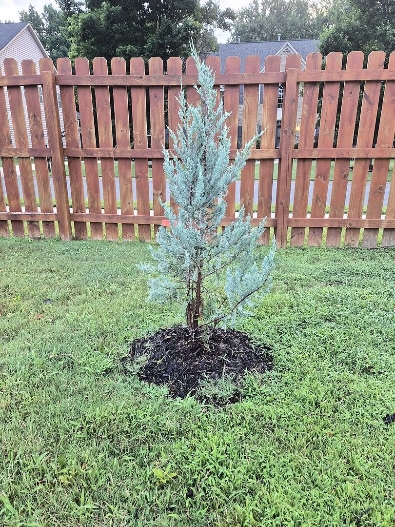 Wichita blue Juniper
