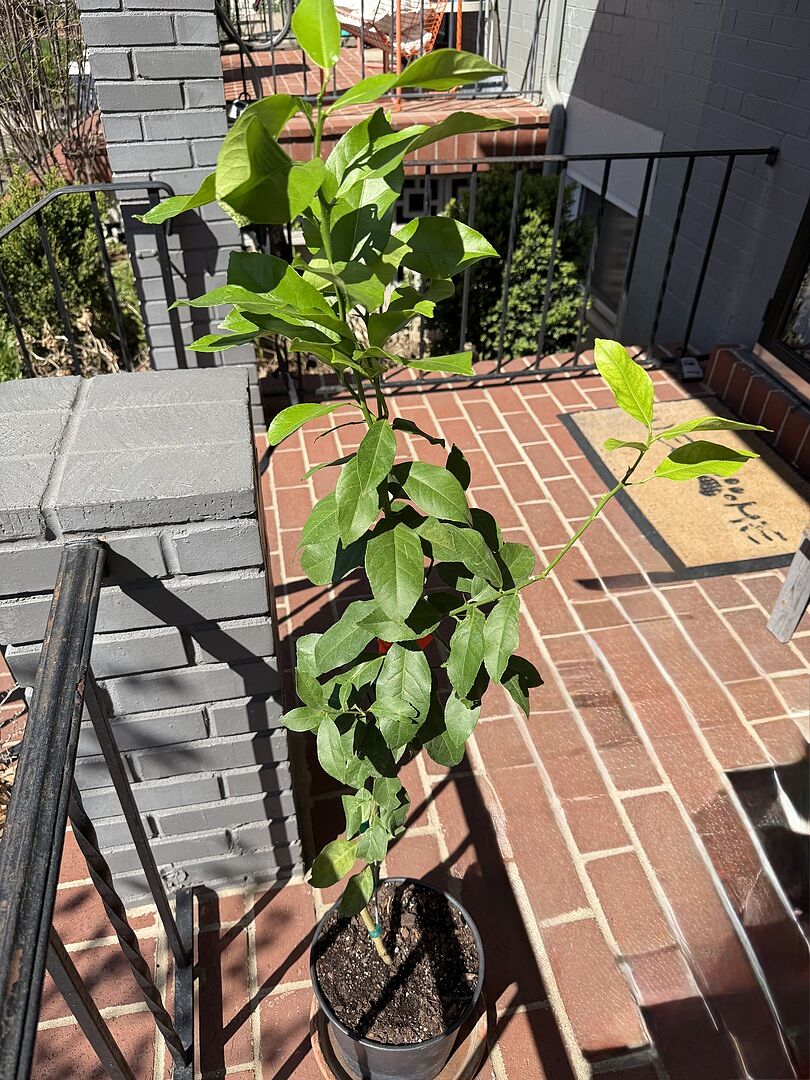 Great Lemon Tree!