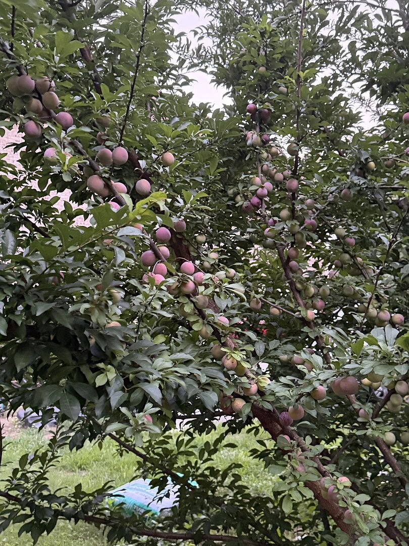 Best plum tree ever