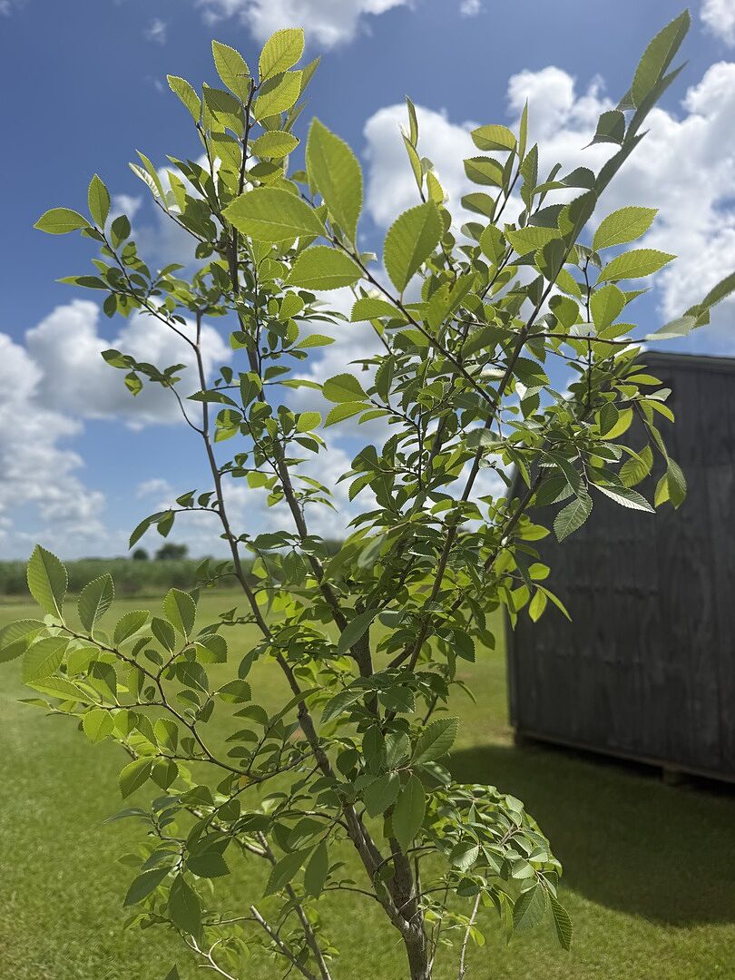 Emerald Flair Elm
