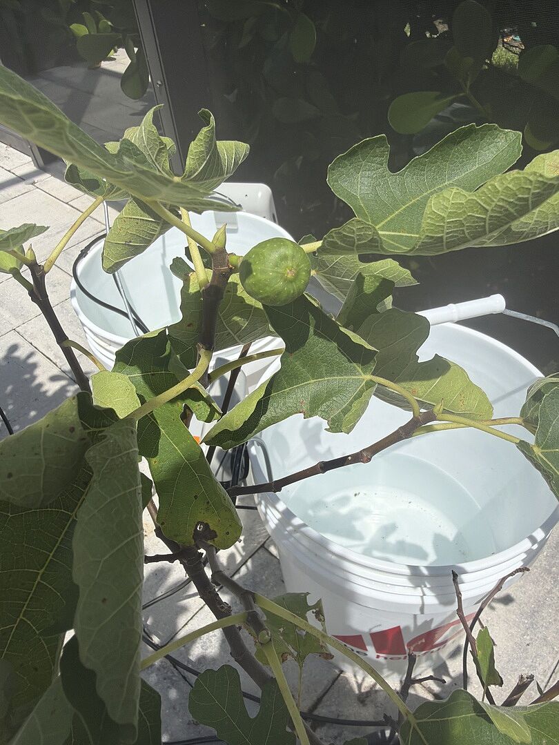 LSU Purple Fig