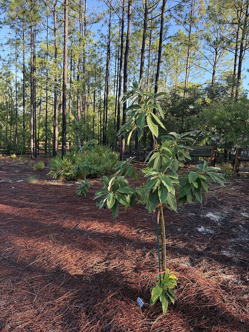 Happy with these trees.
