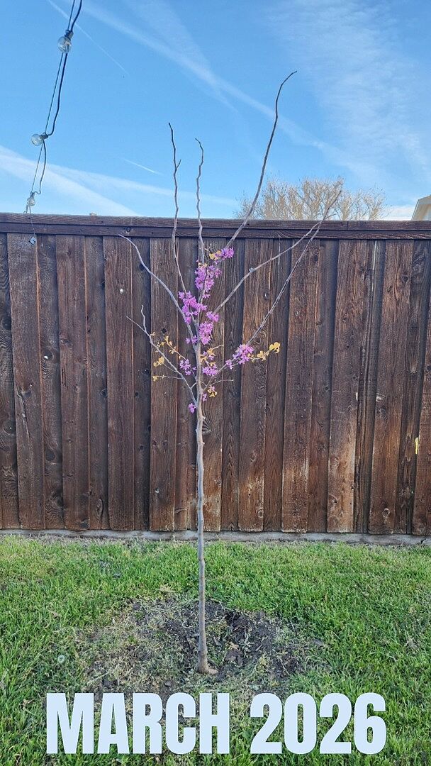 2 Year review. . . Favorite tree in my yard!