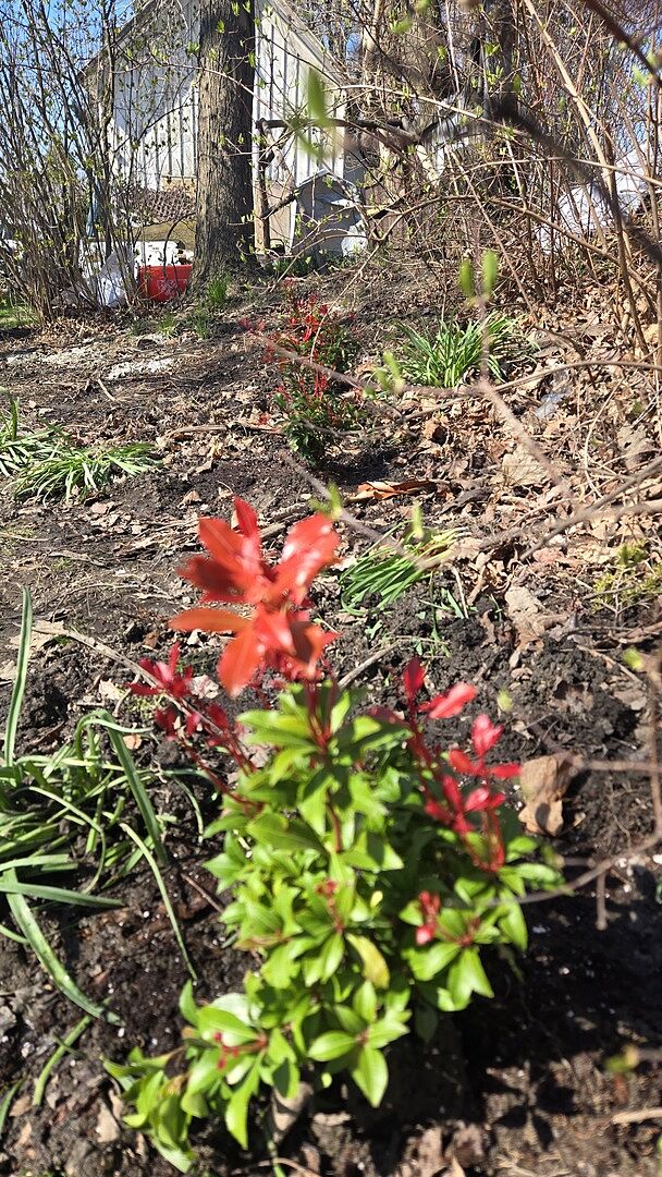 Fantastic Plants