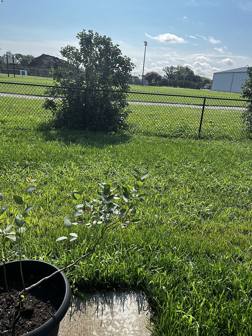 Blueberries in the Making