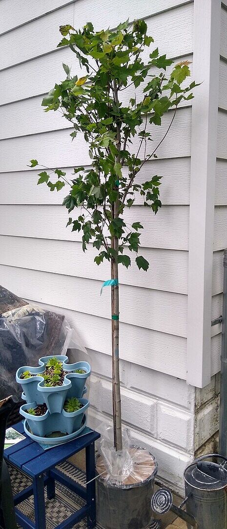 Red Sunset® Maple Tree