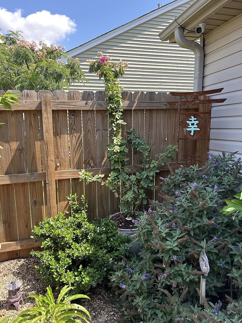 Lavender Crush Climbing Rose