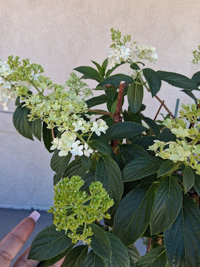 Vanilla Strawberry Hydrangea Tree