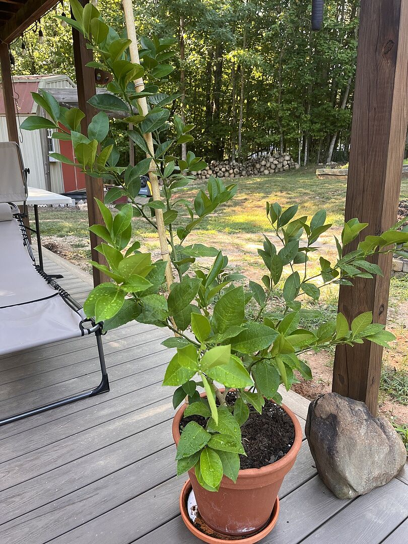 Meyer Lemon Bush