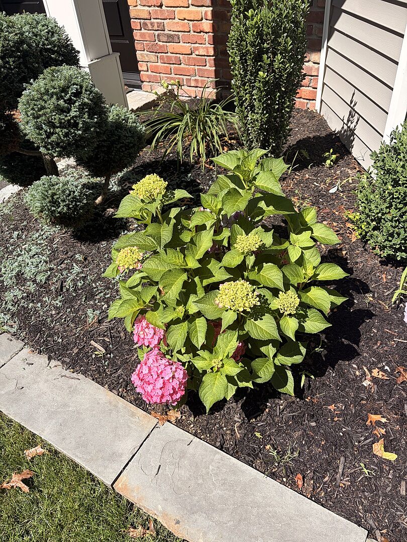 Gorgeous Plant!