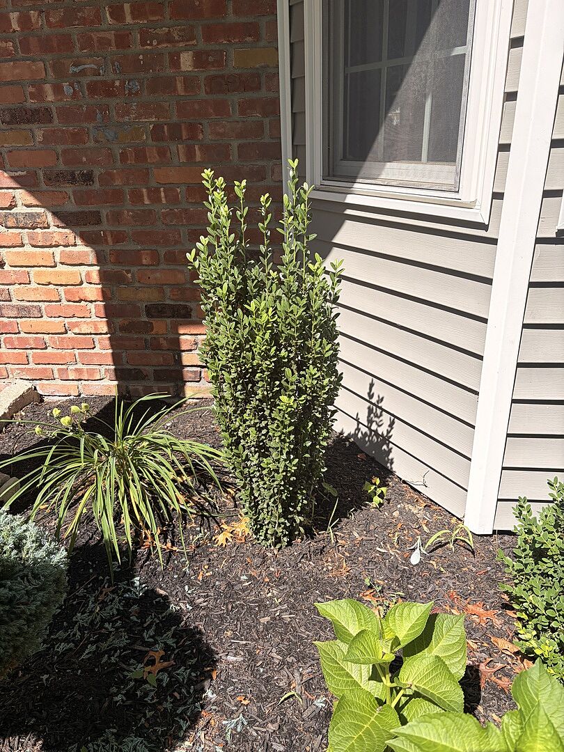 Great plant!