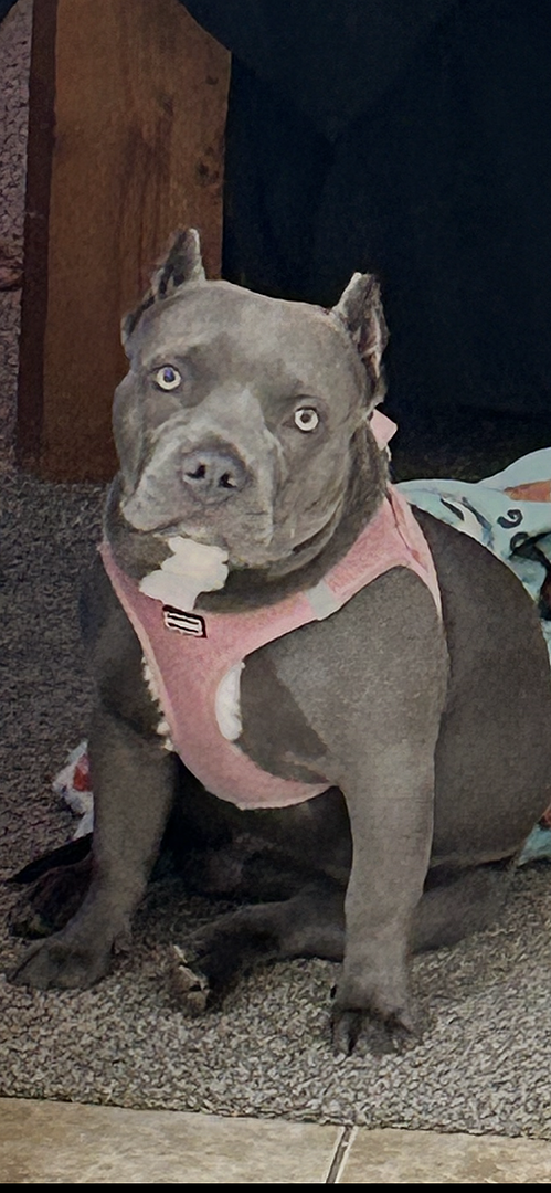 Shannon P.'s grey bully puppy sitting in a pink harness