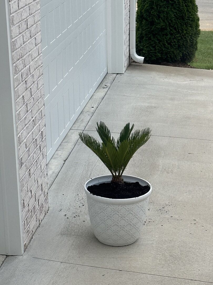 Sago palm