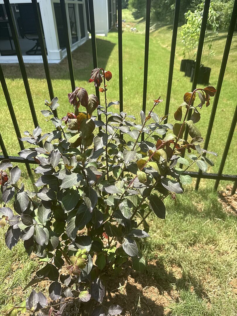 Crape Myrtle in TN