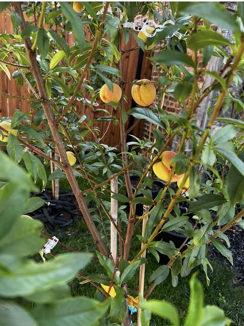 Beautiful and Gorgeous Peach Tree