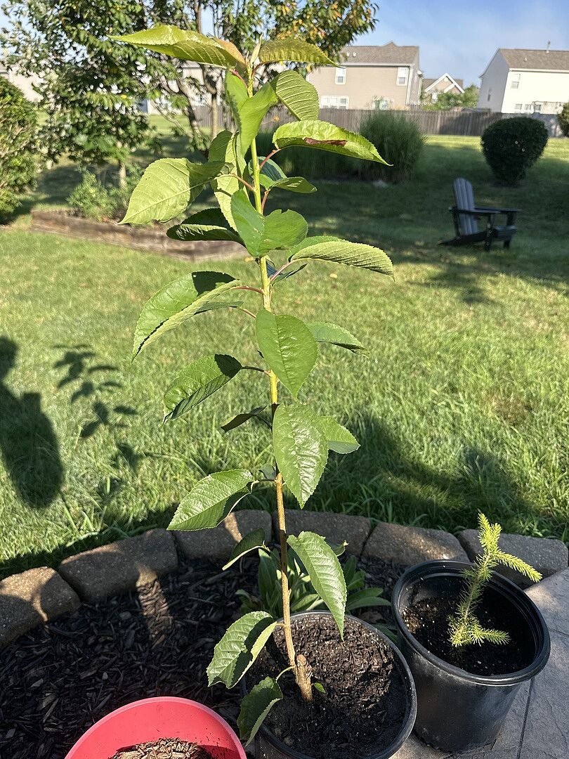 Good, small tree