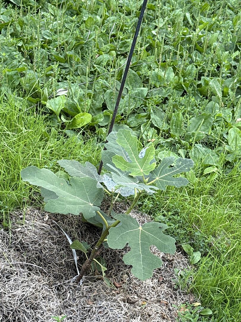 Fig