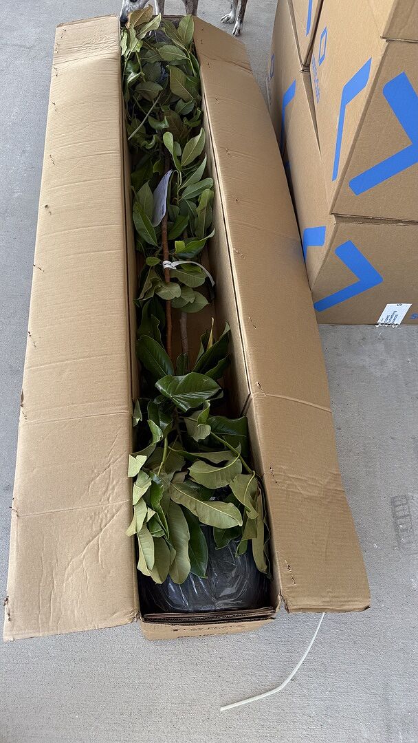 Received 2 healthy Southern Magnolias.