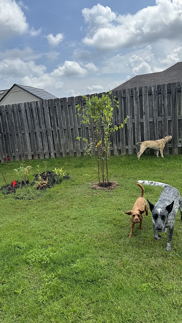 Big healthy tree