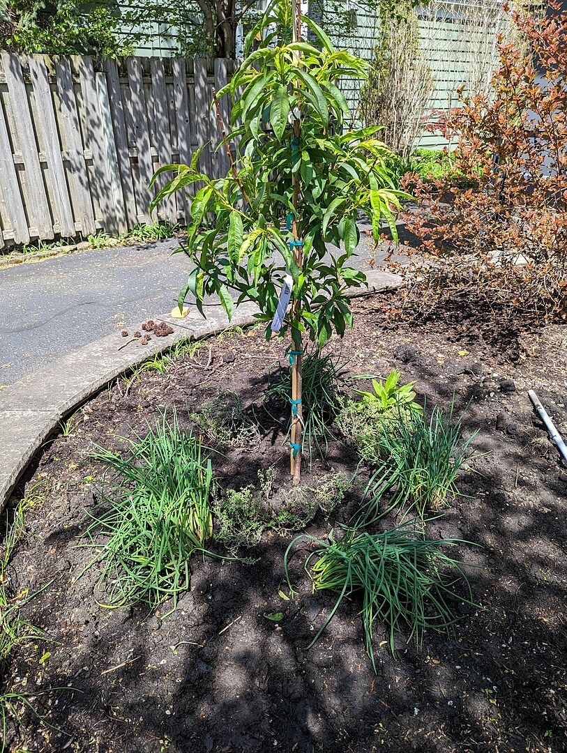 We planted a 4-5ft Harvester