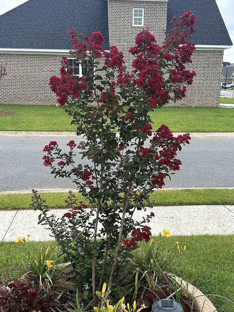 My beautiful crêpe myrtle
