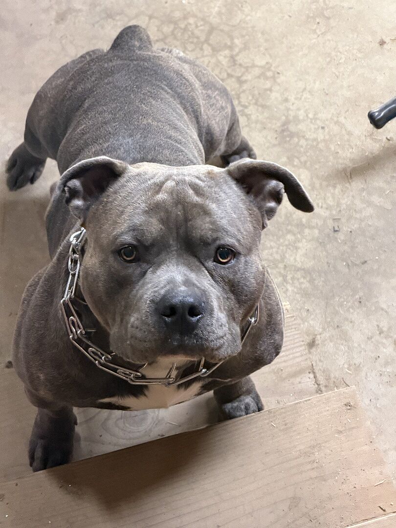 Contessia A.'s blue pit bull looking up at the camera