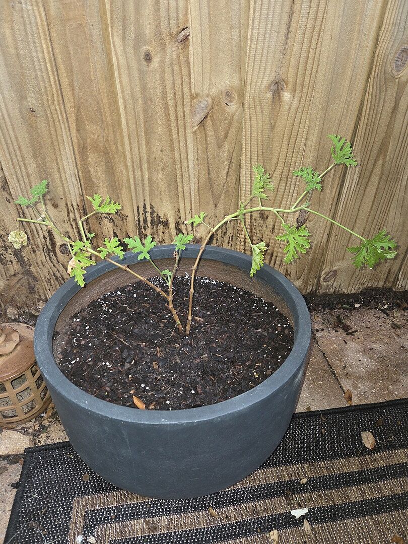 Arrived Stressed but Recovered Beautifully After Transplanting