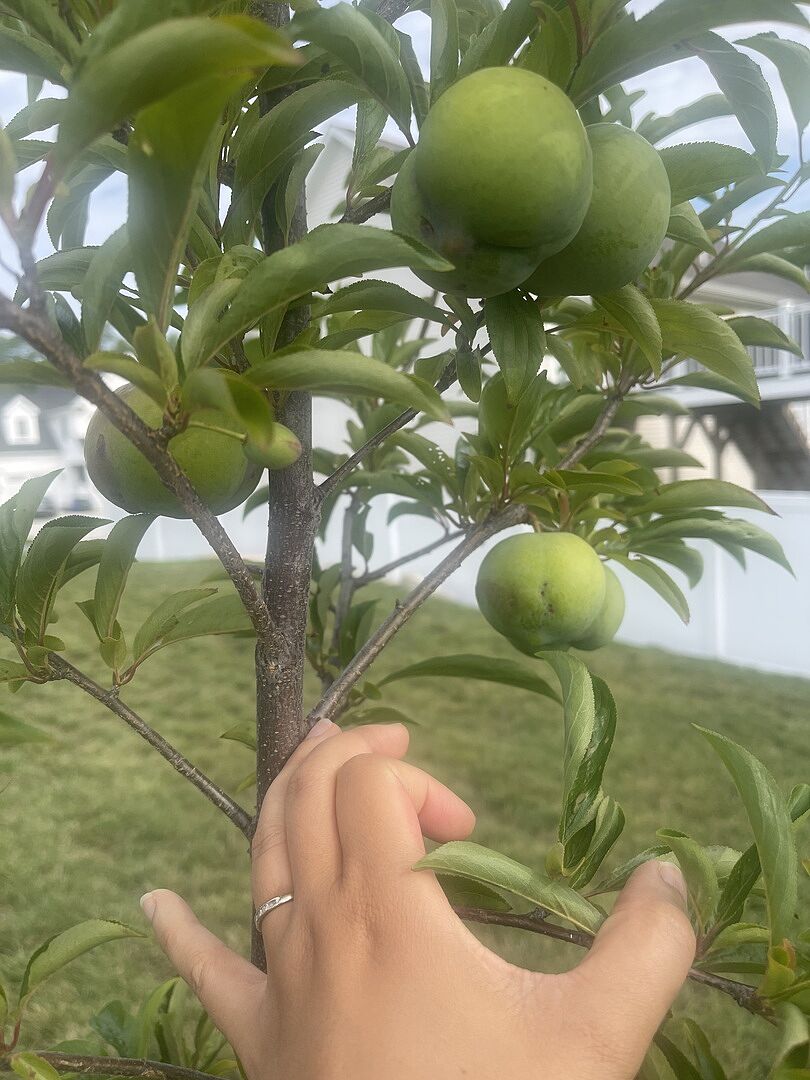 Watching my apple tree and hibiscus grow