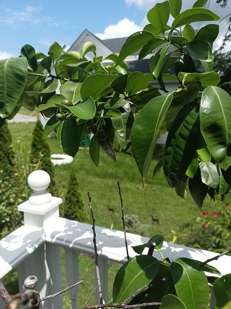 Lots of new baby grapefruits.