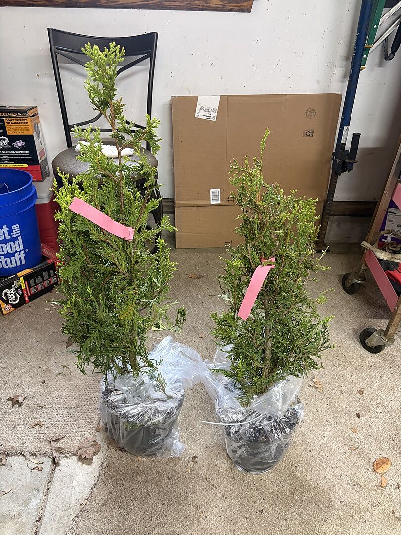 Thuja Green Giant Arborvitae