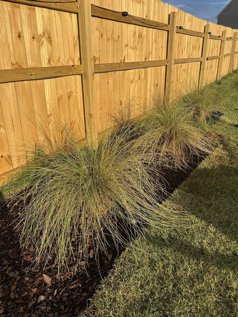Pink muhly update