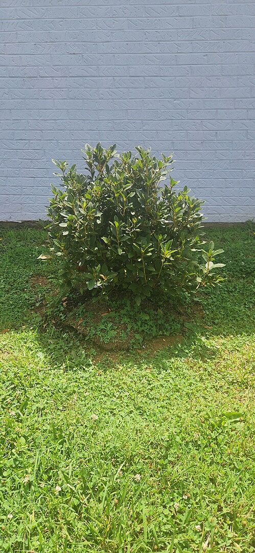 Taking root!