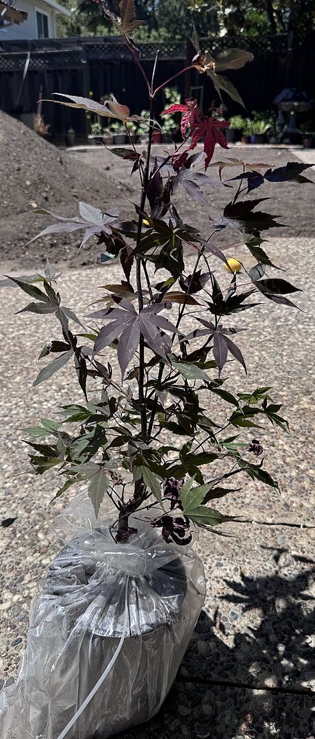 Bloodgood Japanese Maple