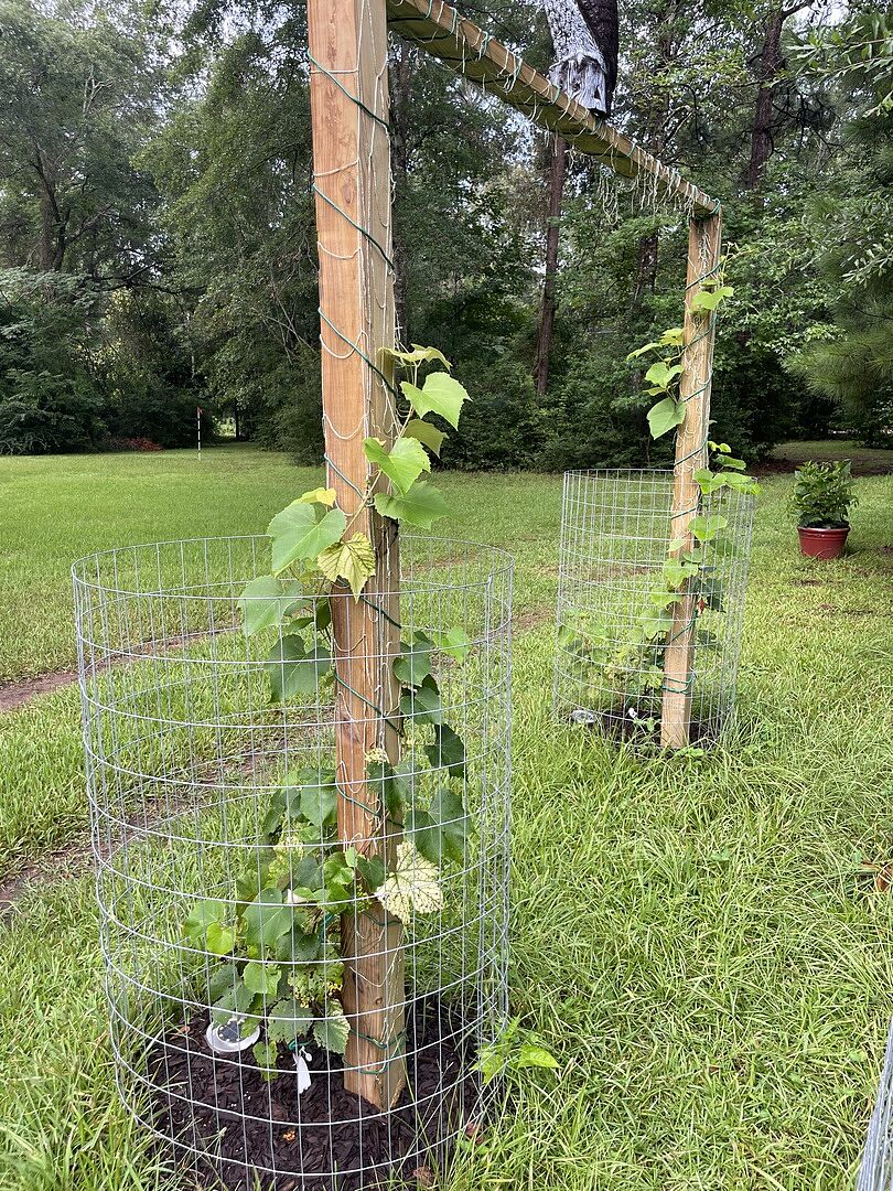 Concord Grapes in The Texas Big Thicket - Two Months
