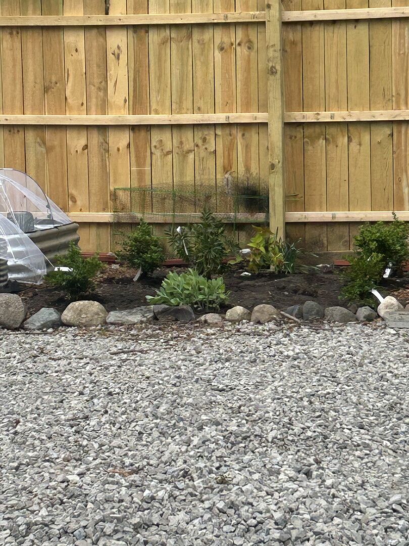 Boxwood update