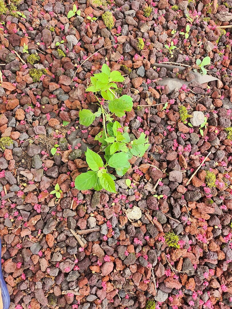 Growing fast