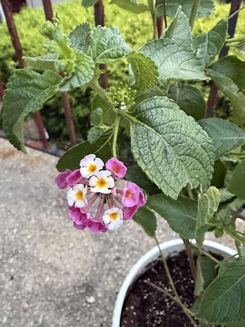 Still settling in, but already beautiful 🤩