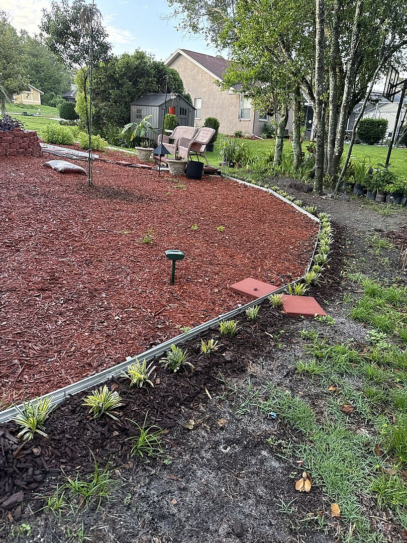 Nice Border Plant