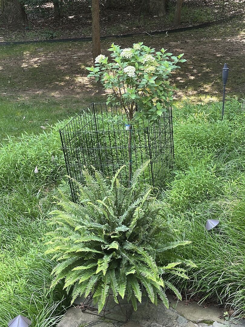 MM - Limelight Hydrangea
