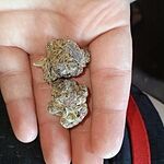 Customer Review Image