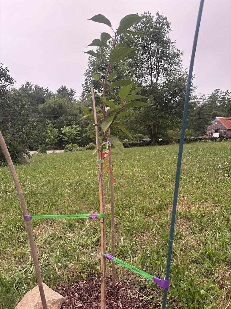 Quality Trees!