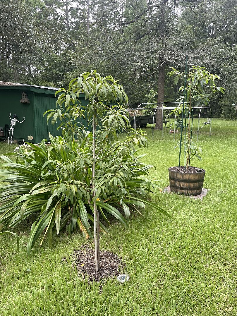 Piney Woods Peaches are looking good