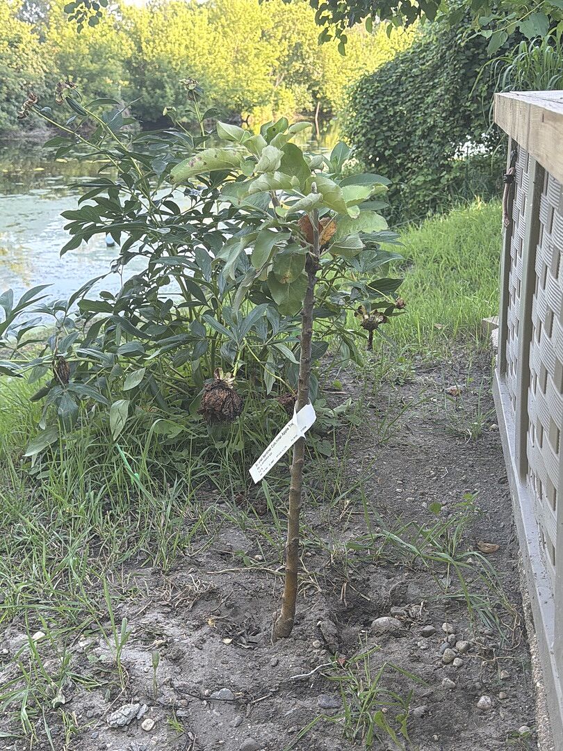 Nice tree and service.