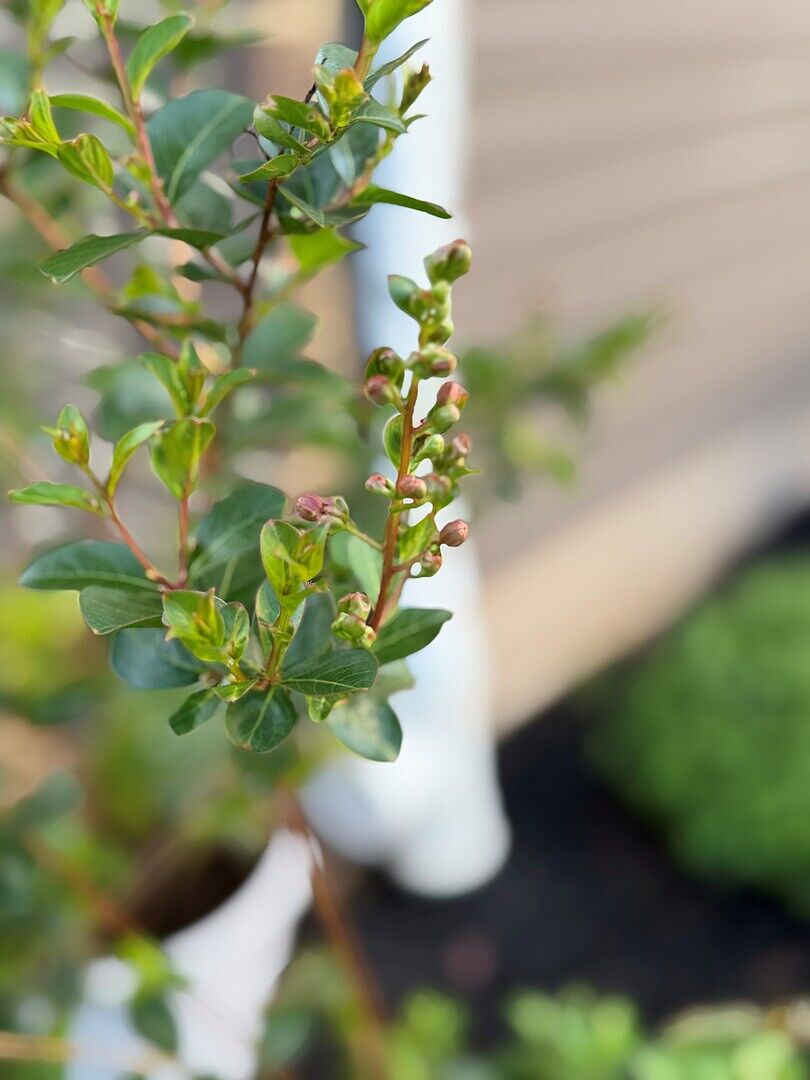 Tonto Crape Myrtle Tree