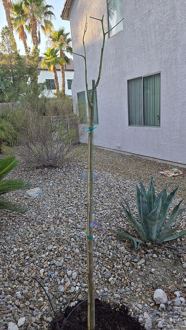 Moringa tree