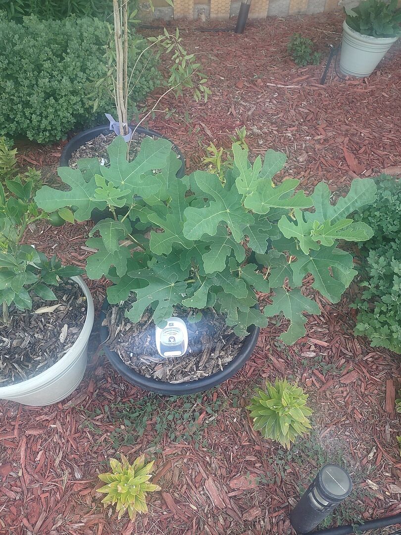 My fig is doing Great