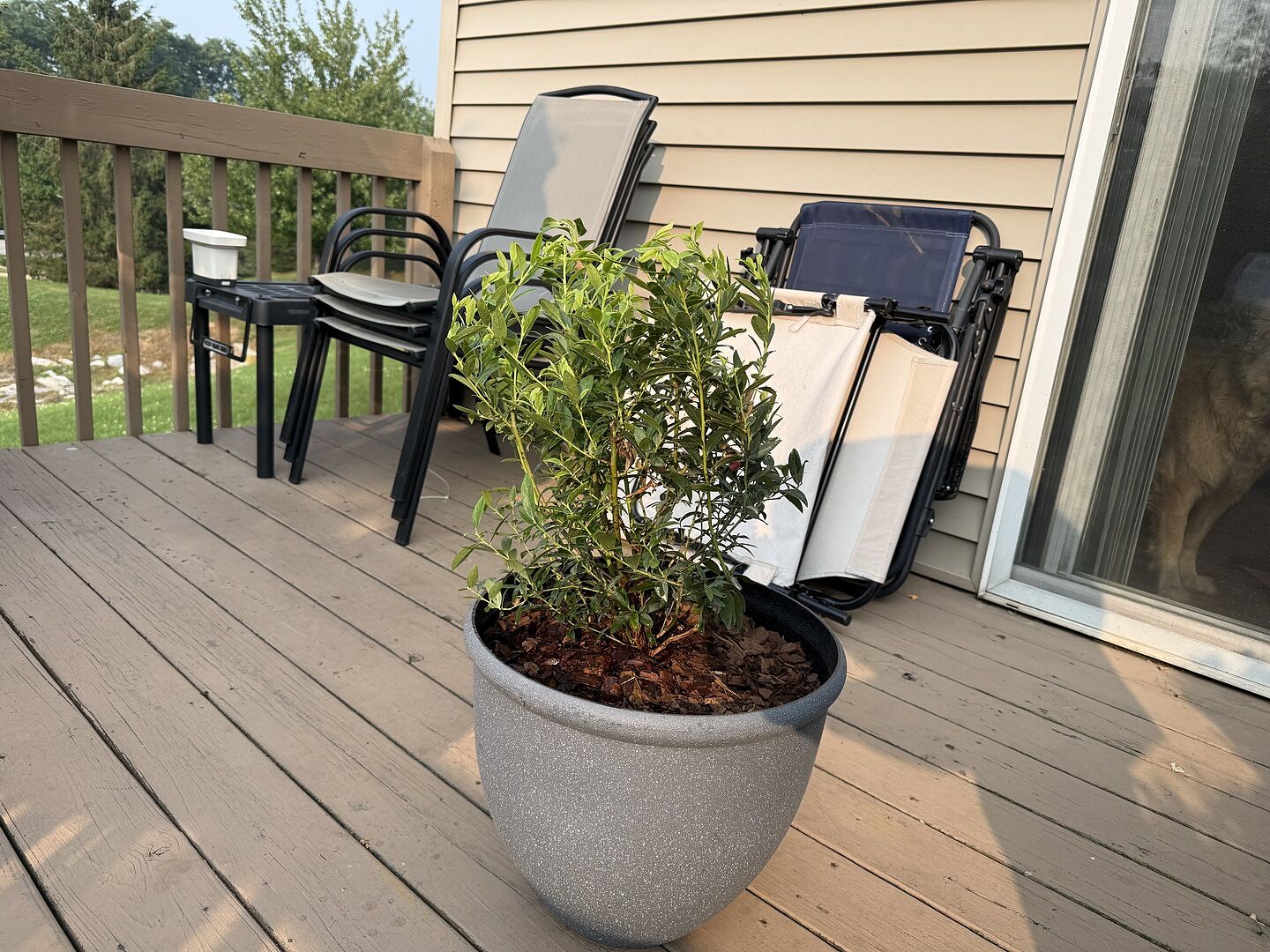 Happy plant daddy