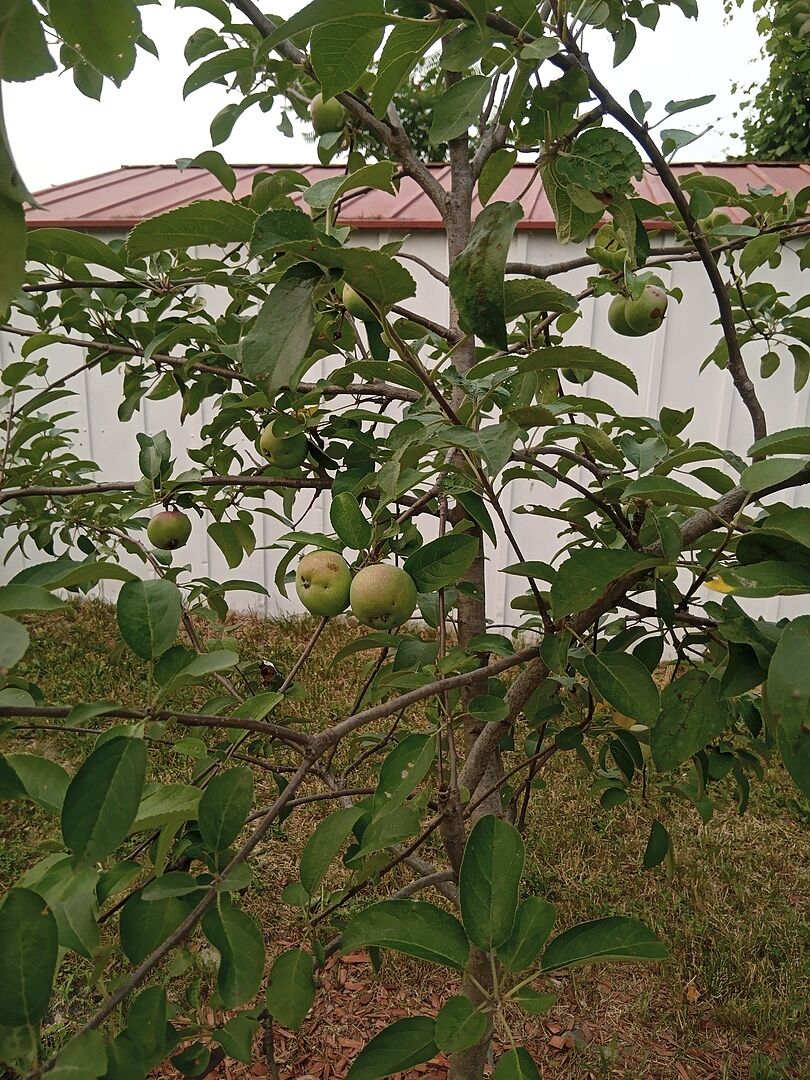 Great tree!