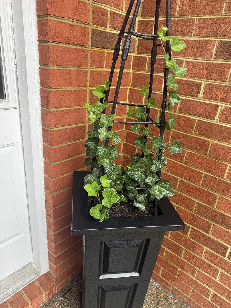 Beautiful Ivy